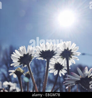 Niedrige Winkelansicht von Gänseblümchen in der Sonne Stockfoto