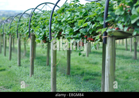 Reihen von Erdbeerpflanzen an Erdbeerfarm Stockfoto