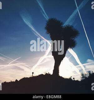 Silhouette von Joshua Tree, Joshua Tree National Park, Kalifornien, USA Stockfoto