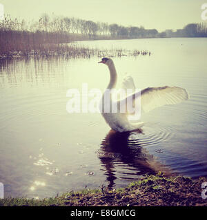 Schwan in einem See, der seine Flügel flatscht Stockfoto