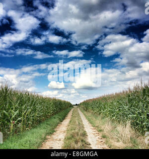 Deux-Sèvres, Frankreich, Single line Feldweg zwischen Getreidefeldern Stockfoto