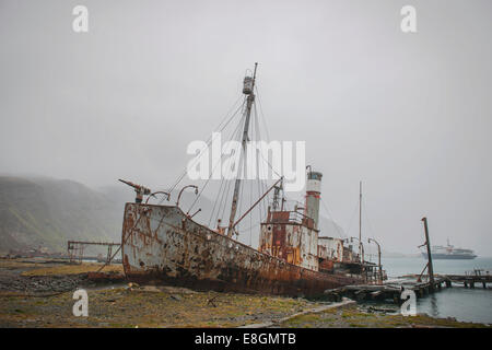 Das Wrack der Sturmvogel, einem ehemaligen Walfänger, an der ehemaligen Stromness Walfangstation, aufgegeben in 1965, King Edward Bay auf der Stockfoto