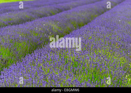 Lavendel (Lavandula sp.), Blüte Lavendel Feld, England, Vereinigtes Königreich Stockfoto