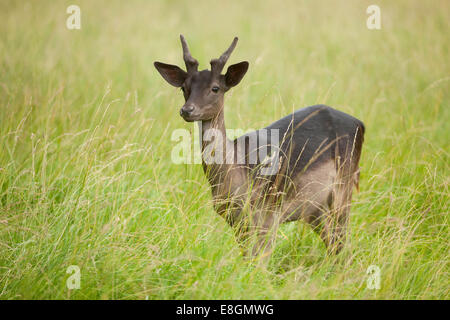 Damwild, Rotwild (Dama Dama), young Buck, Spike, stehend auf einer Wiese, Gefangenschaft, Bayern, Deutschland Stockfoto