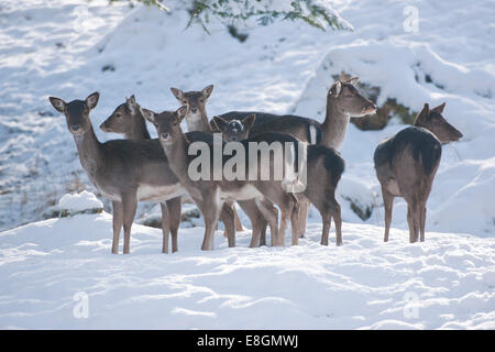 Damhirsch (Dama Dama), Herde stehen im Schnee, Gefangenschaft, Bayern, Deutschland Stockfoto