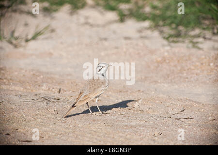 Wiedehopf-Lerche oder größere Wiedehopf-Lerche (Alaemon Alaudipes), Oman Stockfoto