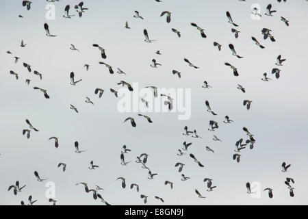 Nördlichen Kiebitze (Vanellus Vanellus) im Flug, Bislicher Insel Naturschutzgebiet, North Rhine-Westphalia, Germany Stockfoto