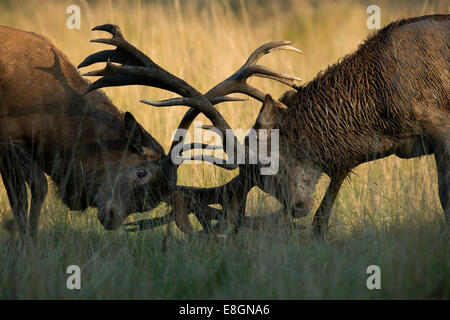 Rothirsch (Cervus Elaphus), Hirsche kämpfen, Kopenhagen, Dänemark Stockfoto
