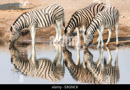 Drei Burchell-Zebras (Equus Quagga Burchellii) trinken am Wasser, Chudop Wasserloch, Etosha Nationalpark, Namibia Stockfoto