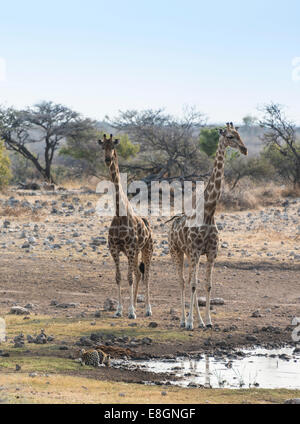 Giraffen (Giraffa Camelopardis), trinken Leopard (Panthera Pardus), Koinachas Wasserloch, Etosha Nationalpark, Namibia Stockfoto
