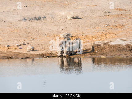 Zwei Warzenschweine (Phacochoerus Africanus) trinken, Etosha Nationalpark, Namibia Stockfoto