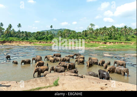 Gruppe der asiatischen Elefanten (Elephas Maximus) durch den Fluss, Pinnawala, Sabaragamuwa Provinz, Sri Lanka Stockfoto