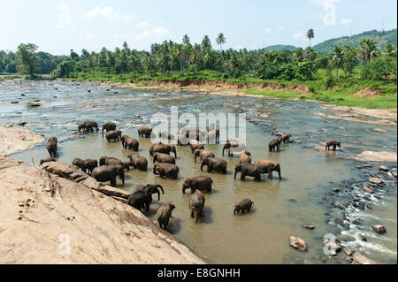 Gruppe der asiatischen Elefanten (Elephas Maximus) durch den Fluss, Pinnawala, Sabaragamuwa Provinz, Sri Lanka Stockfoto