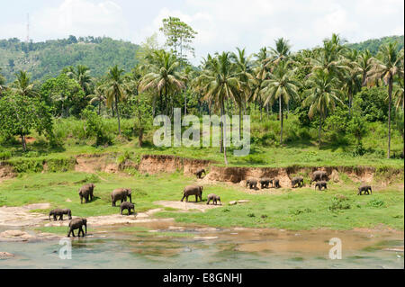 Gruppe der asiatischen Elefanten (Elephas Maximus) durch den Fluss, Pinnawala, Sabaragamuwa Provinz, Sri Lanka Stockfoto