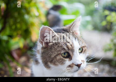 Kurzen Haaren Hauskatze mit braunen und weißen Fell und grüne Augen draußen im Garten Stockfoto