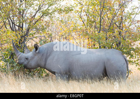 Spitzmaulnashorn (Diceros Bicornis) Essen, Etosha Nationalpark, Namibia Stockfoto