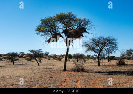 Camel Thorn Tree (Acacia Erioloba) mit Nestern der Sociable Weber (Philetairus Socius), Kalahari-Wüste, Namibia Stockfoto