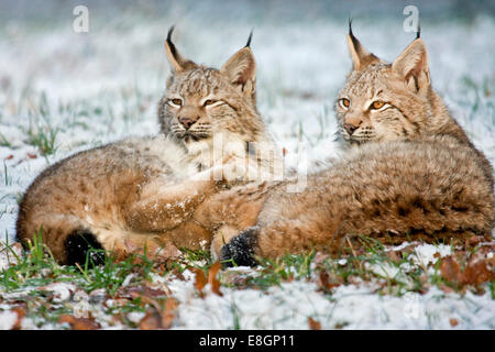 Zwei Eurasischen Luchs (Lynx Lynx) liegen im Schnee, Hessen, Deutschland Stockfoto