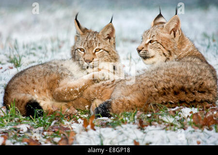 Zwei Eurasischen Luchs (Lynx Lynx) liegen im Schnee, Hessen, Deutschland Stockfoto