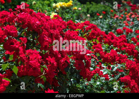 Rosengarten Stockfoto