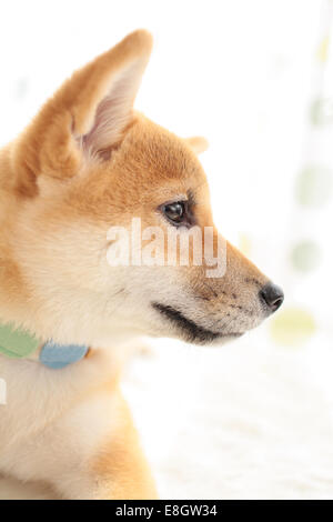 Shiba Inu Stockfoto