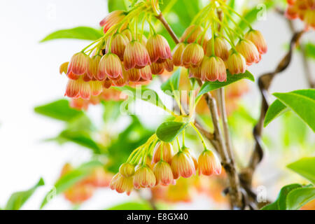 Rhododendron Stockfoto