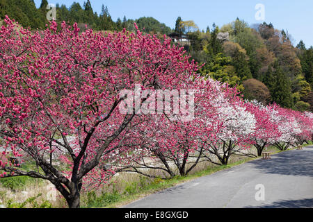 Präfektur Nagano, Japan Stockfoto