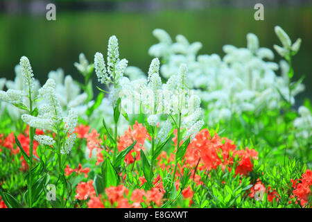 Präfektur Akita, Japan Stockfoto