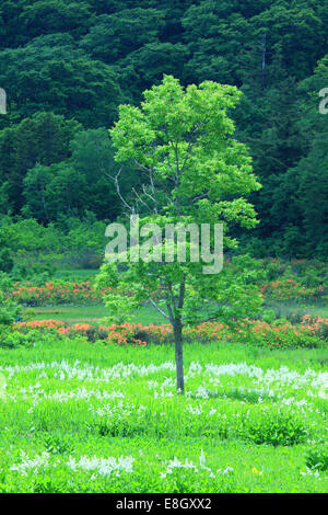 Präfektur Akita, Japan Stockfoto