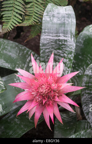 URN Anlage: Aechmea Fasciata "Primera" Stockfoto