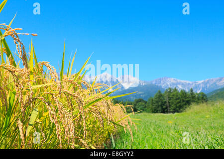 Präfektur Nagano, Japan Stockfoto