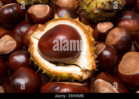 Jahreszeiten, Herbst, Kastanien, Conkers Aesculus Hippocastanum auf den Boden mit einer noch in Schale Stockfoto