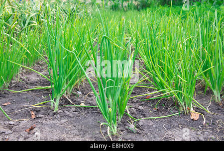 Frühlingszwiebeln in Garten wächst Stockfoto, Bild: 11732478 - Alamy