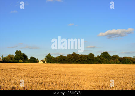 Frisch geerntete Weizenfeld, Gloucestershire, Vereinigtes Königreich Stockfoto