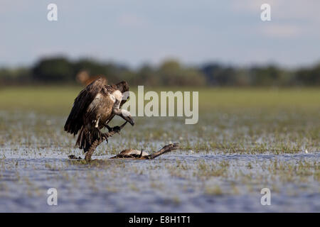 Ein Geier sitzt auf dem Horn von einem Toten schwarzen Letschwe untergetaucht im Überschwemmungsgebiet der Bangweulu Feuchtgebiete, Sambia Stockfoto