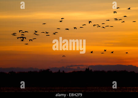 Ein Vogelschwarm fliegt über Bangweulu Feuchtgebiete bei Sonnenuntergang Stockfoto