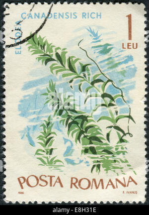 Rumänien - ca. 1966: Briefmarke gedruckt in Rumänien zeigt kanadische Schilfen (Elodea Canadensis), ca. 1966 Stockfoto