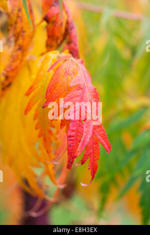 Rhus Typhina. Staghorn Sumac oder der Hirsch Horn Sumach Pflanze im Herbst Stockfoto