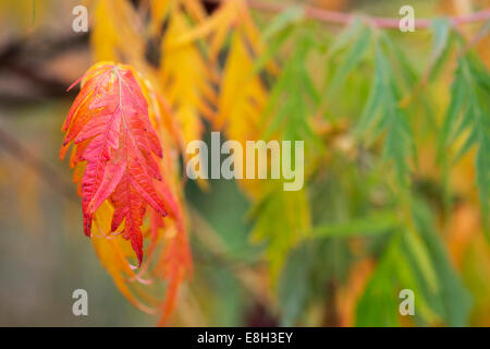 Rhus Typhina. Staghorn Sumac oder der Hirsch Horn Sumach Pflanze im Herbst Stockfoto