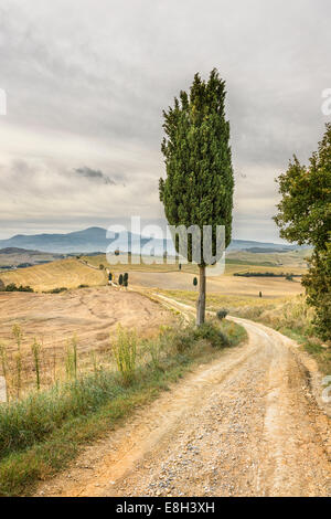 Zypern-Baum im Val D'Orcia Stockfoto