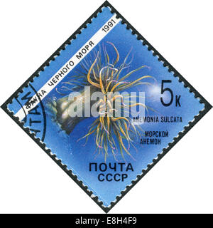 Briefmarke gedruckt in der UdSSR, zeigt die Fauna des Schwarzen Meeres, Anemone (Anemonia Sulcata) Stockfoto