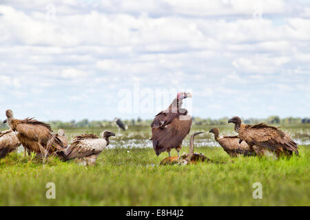 Geier kämpfen um einen schwarzen Letschwe Kadaver im Bangweulu Feuchtgebiete, Sambia. Stockfoto