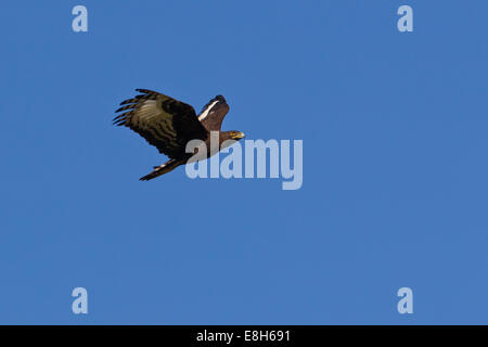 Lange-crested Adler im Flug über Bangweulu Feuchtgebiete, Sambia Stockfoto