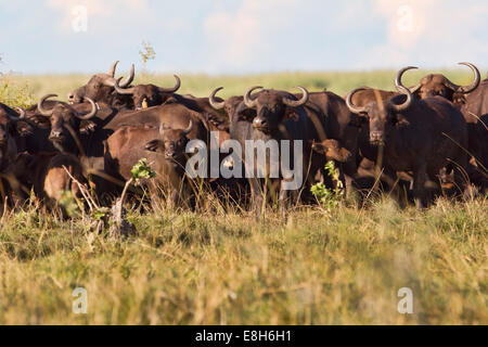 Afrikanischer Büffel (Syncerus Caffer), versammeln sich auf einer Insel im Bangweulu Feuchtgebiete, Sambia Stockfoto