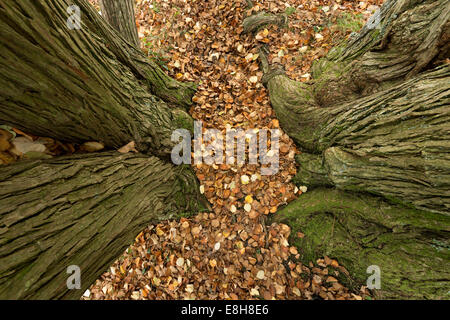 Zarte Farben golden yellow orange Katsura Baum Cercidiphyllum Japonicum glasierter Apfelbaum oder japanische Judas-Baum Herbst Stockfoto