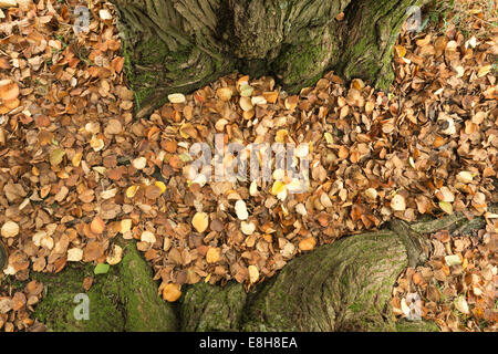 Zarte Farben golden yellow orange Katsura Baum Cercidiphyllum Japonicum glasierter Apfelbaum oder japanische Judas-Baum Herbst Stockfoto