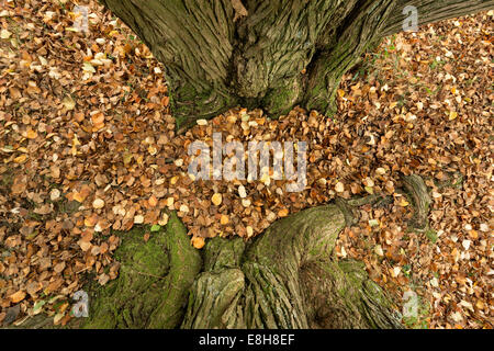 Zarte Farben golden yellow orange Katsura Baum Cercidiphyllum Japonicum glasierter Apfelbaum oder japanische Judas-Baum Herbst Stockfoto