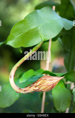 Nacht blühende Säulenkaktus, Stor bladkaktus (Epiphyllum oxypetalum) Stockfoto