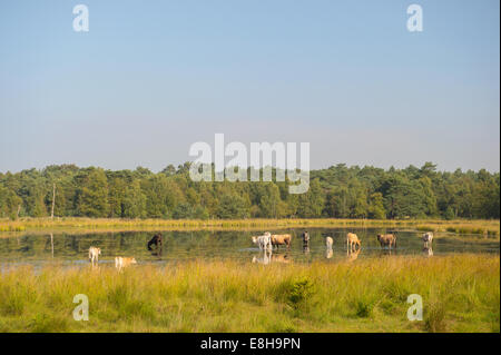 Piemonteser Rinder Kühe trinken in Natur See Stockfoto