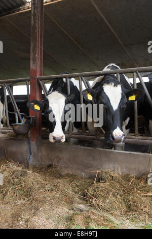 Schwarz / weiß Kühe essen Heu im Stall Stockfoto